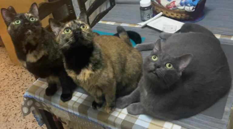 Gatos urbanos