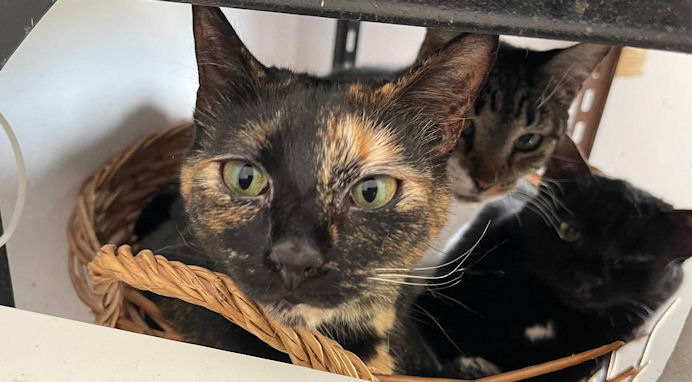 Consejos para promover la adopción responsable de gatos