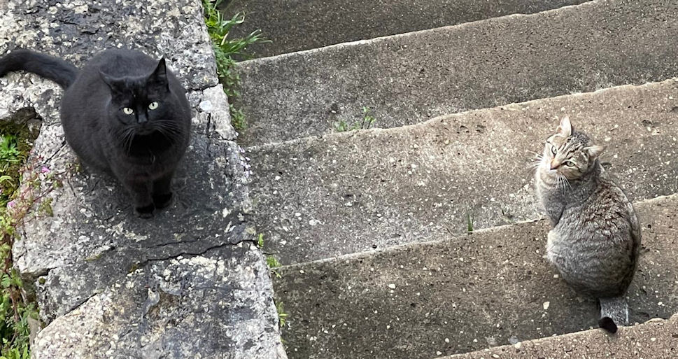 Gatos enfermos o heridos.